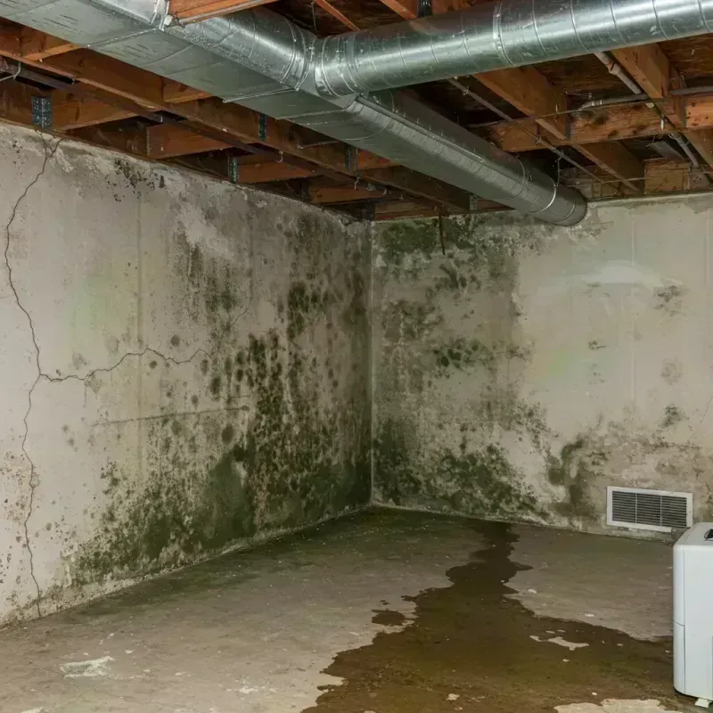 Professional Mold Removal in Bolingbrook, IL